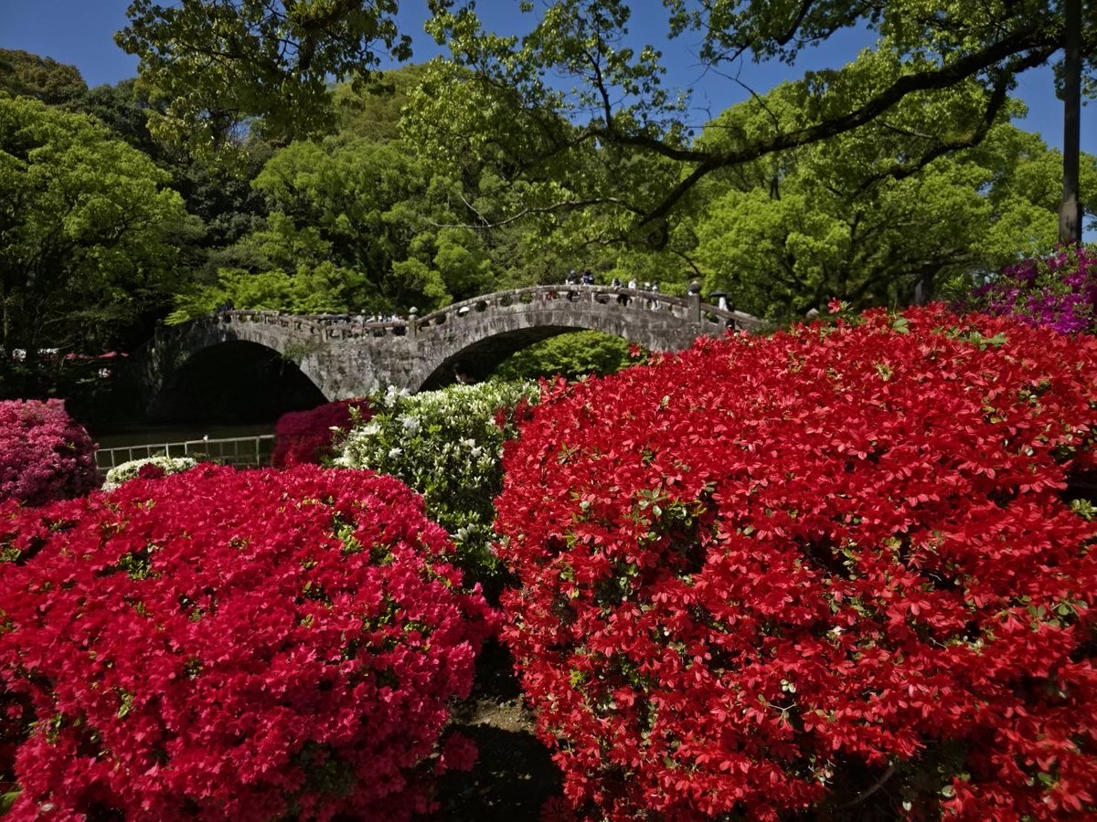 lightvan753's tweet photo. 🌺つつじ

つつじが見どころになりました。
赤が鮮やか！ https://t.co/f2VRxgVAVG