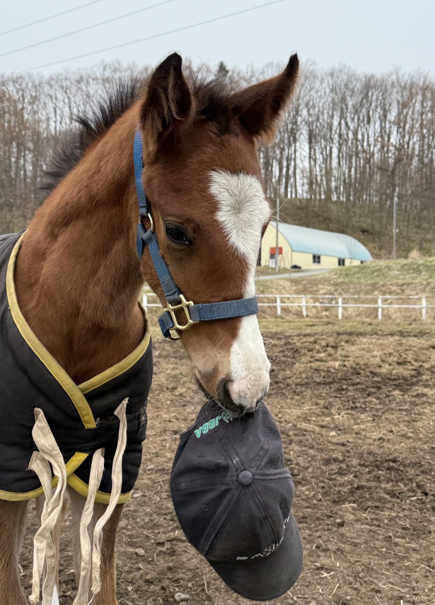 おうまのバケツ tweet media