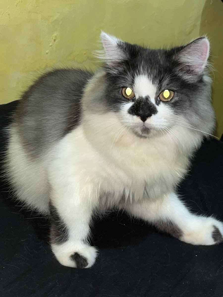 Pendo Luji tweet media