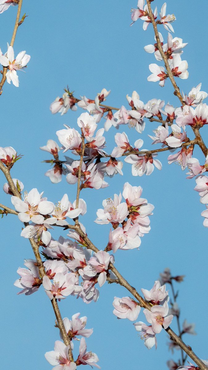 开局十连抽到了18cm tweet media