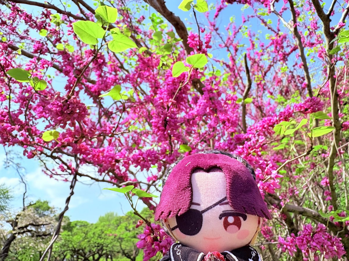 meadacc's tweet photo. 今年も会えたね
🫖のすぐと隣に🌸ちゃんがいるから微笑ましい https://t.co/IvDO6XP7yt