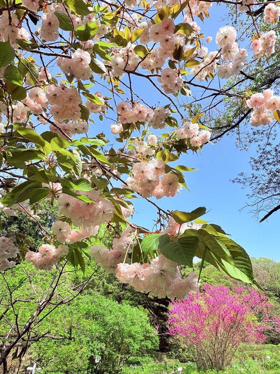 今年も会えたね
🫖のすぐと隣に🌸ちゃんがいるから微笑ましい