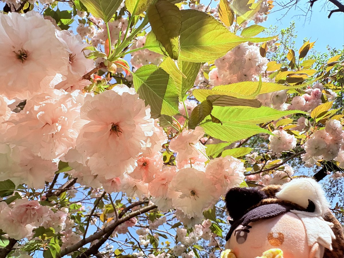 meadacc's tweet photo. 今年も会えたね
🫖のすぐと隣に🌸ちゃんがいるから微笑ましい https://t.co/IvDO6XP7yt