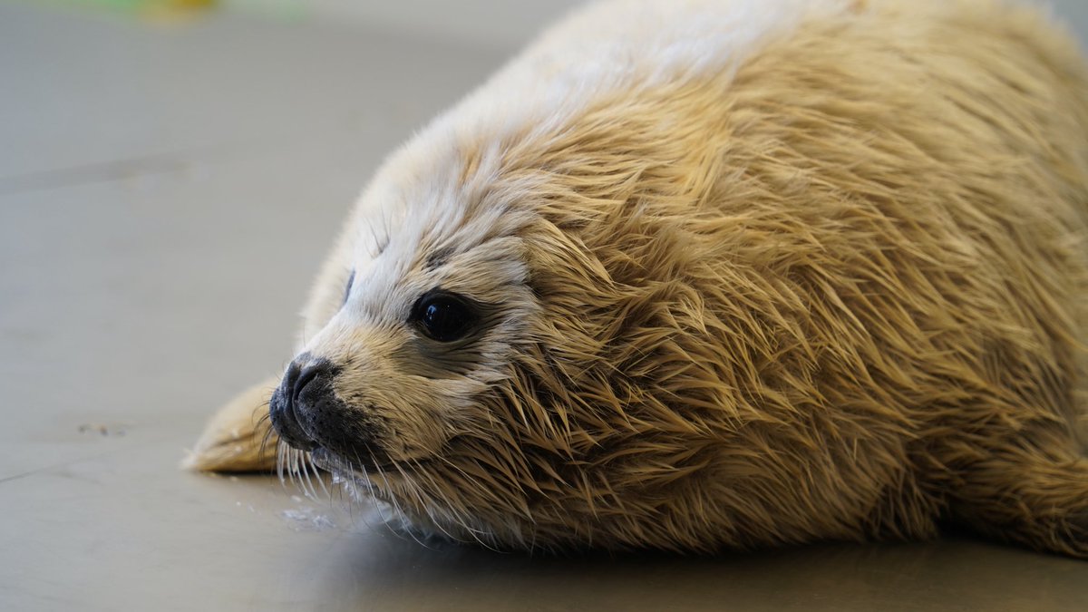 せんざらし🦭 tweet media