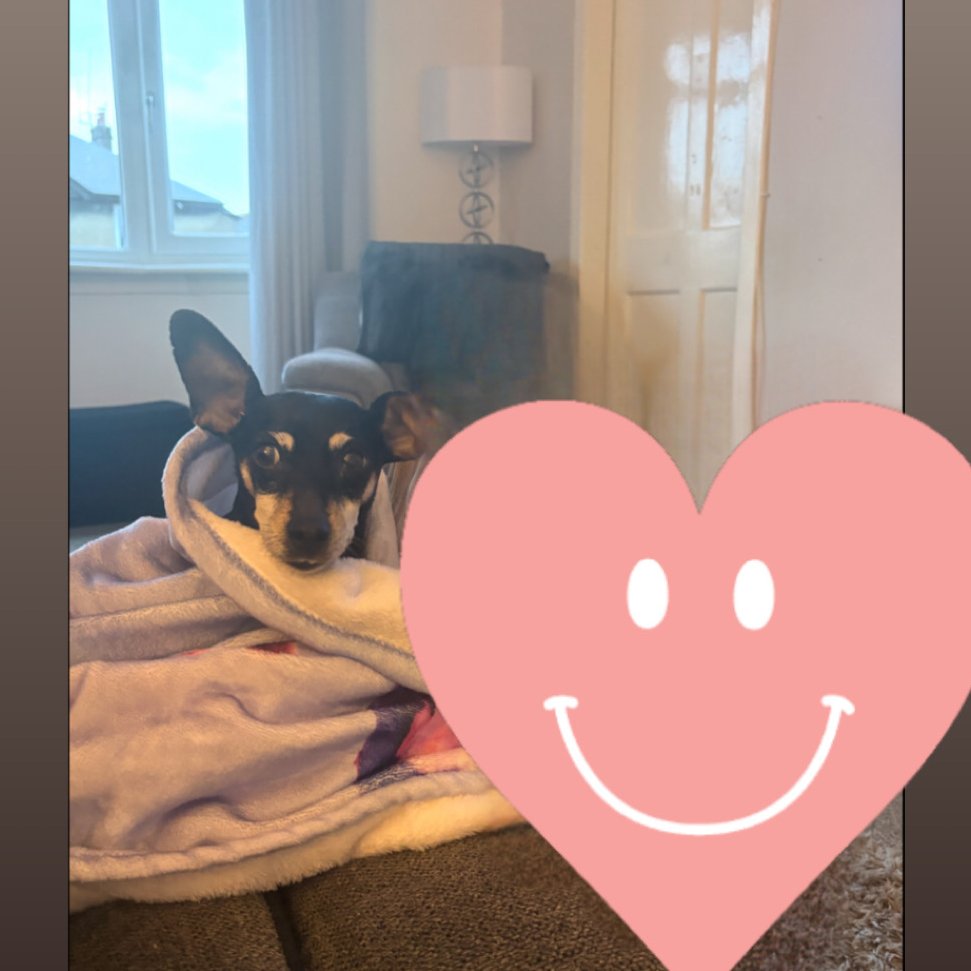 millypod1's tweet image. 🆘5 APR 2026 #STOLEN Poppy
Pinscher: Miniature Female
Oswald Street #Glasgow #Scotland #G5
Stolen from 83year old man. The Thief (Male Average height, Dark hair, beard) was on the bus who then stole dog after they got off.😢
facebook.com/share/p/1ESU9P…

doglost.co.uk/dog/202794