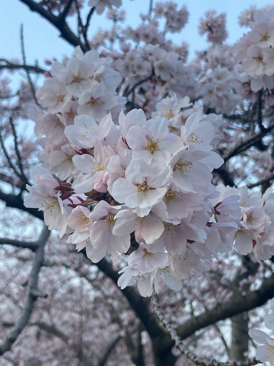 春-SPRING-🇯🇵🌸 tweet media