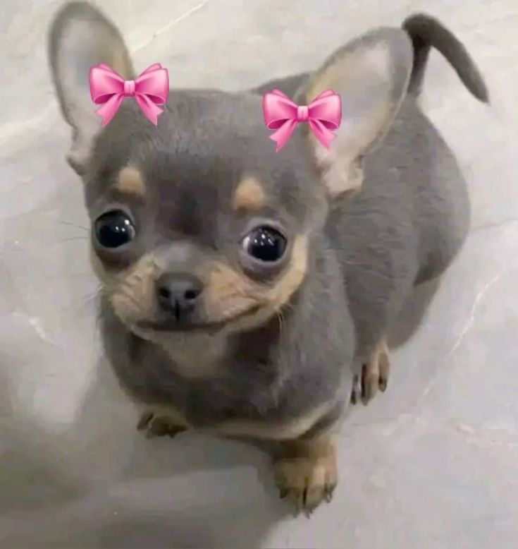 Who is ᴊɪᴍɪɴꜱʜɪ 🇲🇽BUSCO BOLETO ●ARIRANG ⁷● tweet media