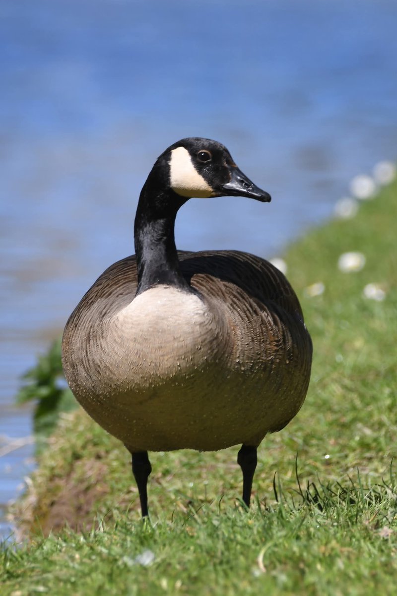 nealesmithworld's tweet image. Canada Goose 
Bude Cornwall 〓〓
#Bude #Cornwall 
#CanadaGoose