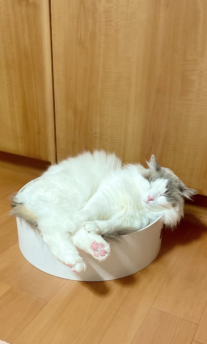 一生懸命に寝ている

 #猫がいる幸せ #ねこかわいいね