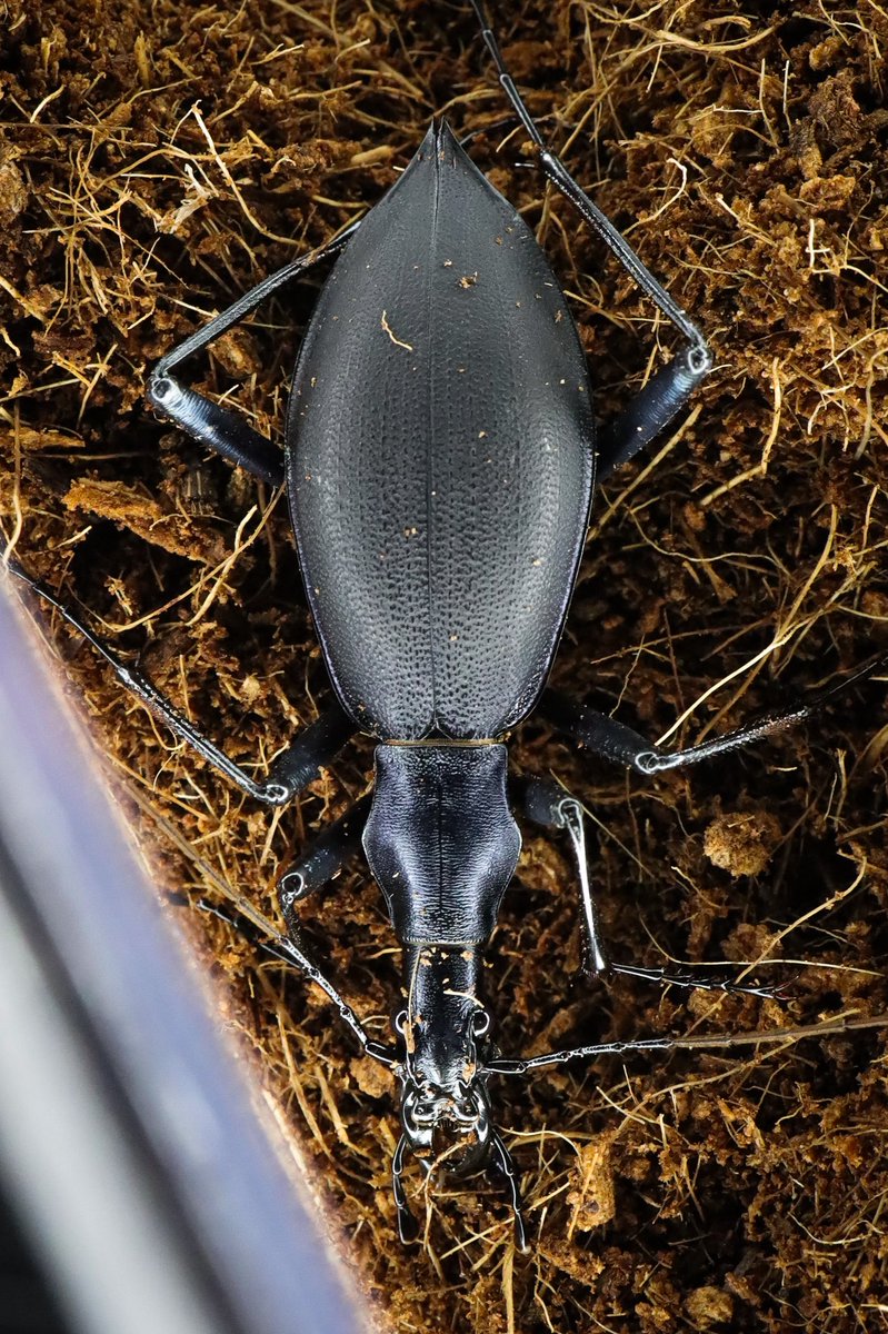 ホペイフリーク tweet media