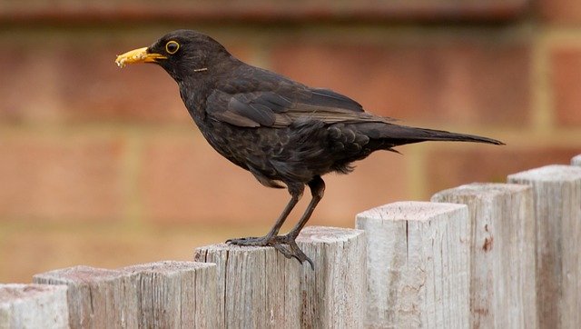 Pablo Russell tweet media