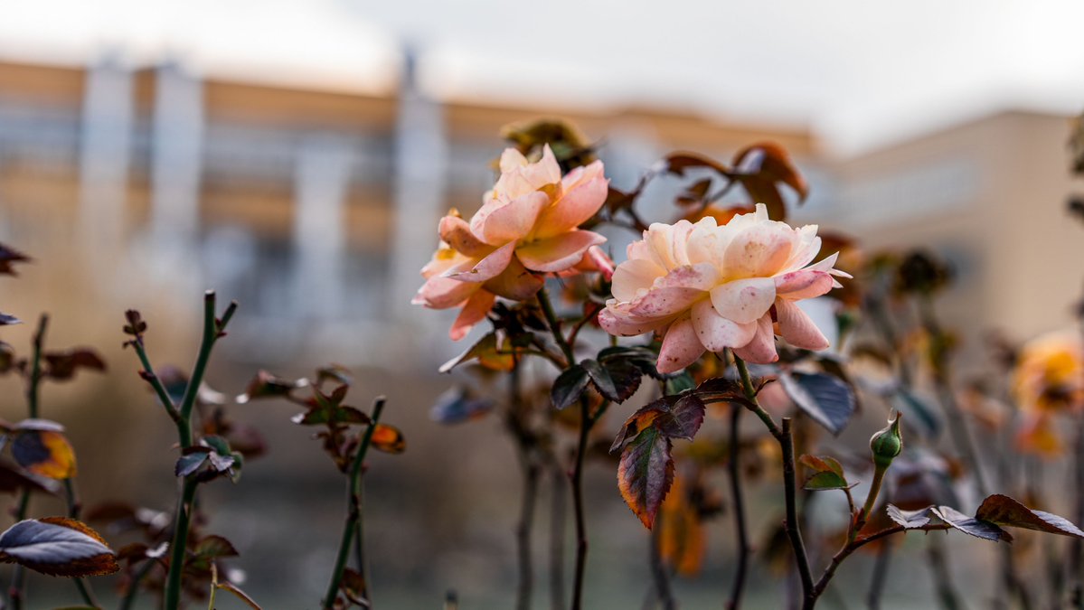 Amy Fortier tweet media