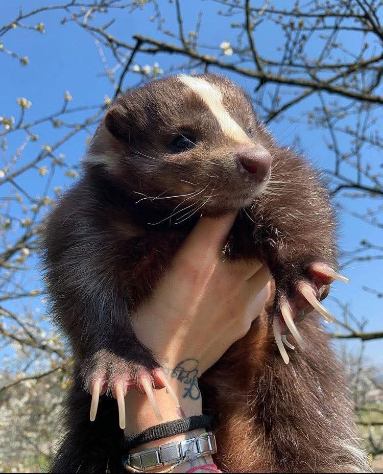 🦨Silver Ice Skunk (COMMS OPEN!!!) 🩵 tweet media