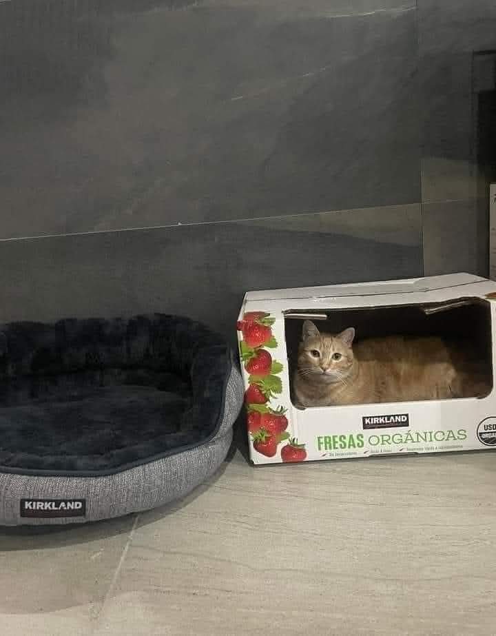 ANIMALITOS SANADORES tweet media