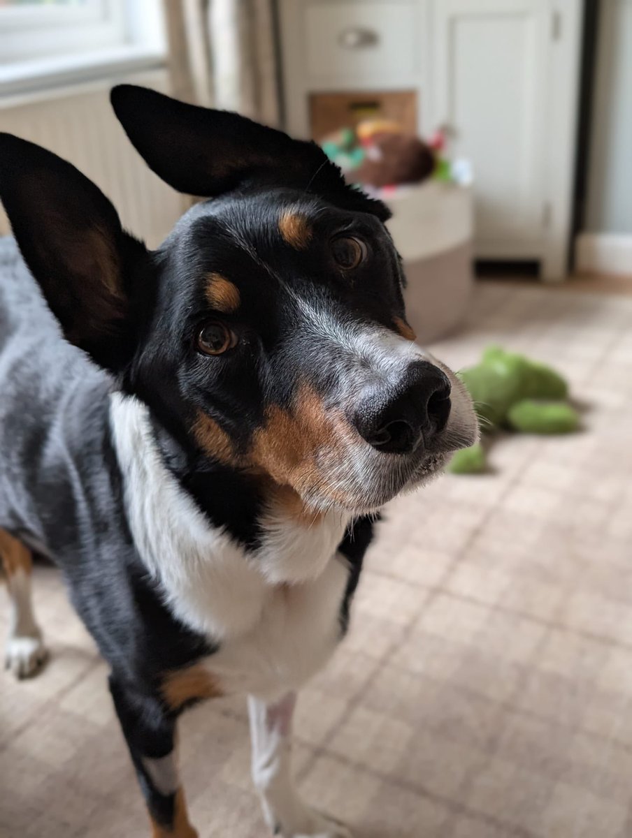 PipTheCollie tweet media