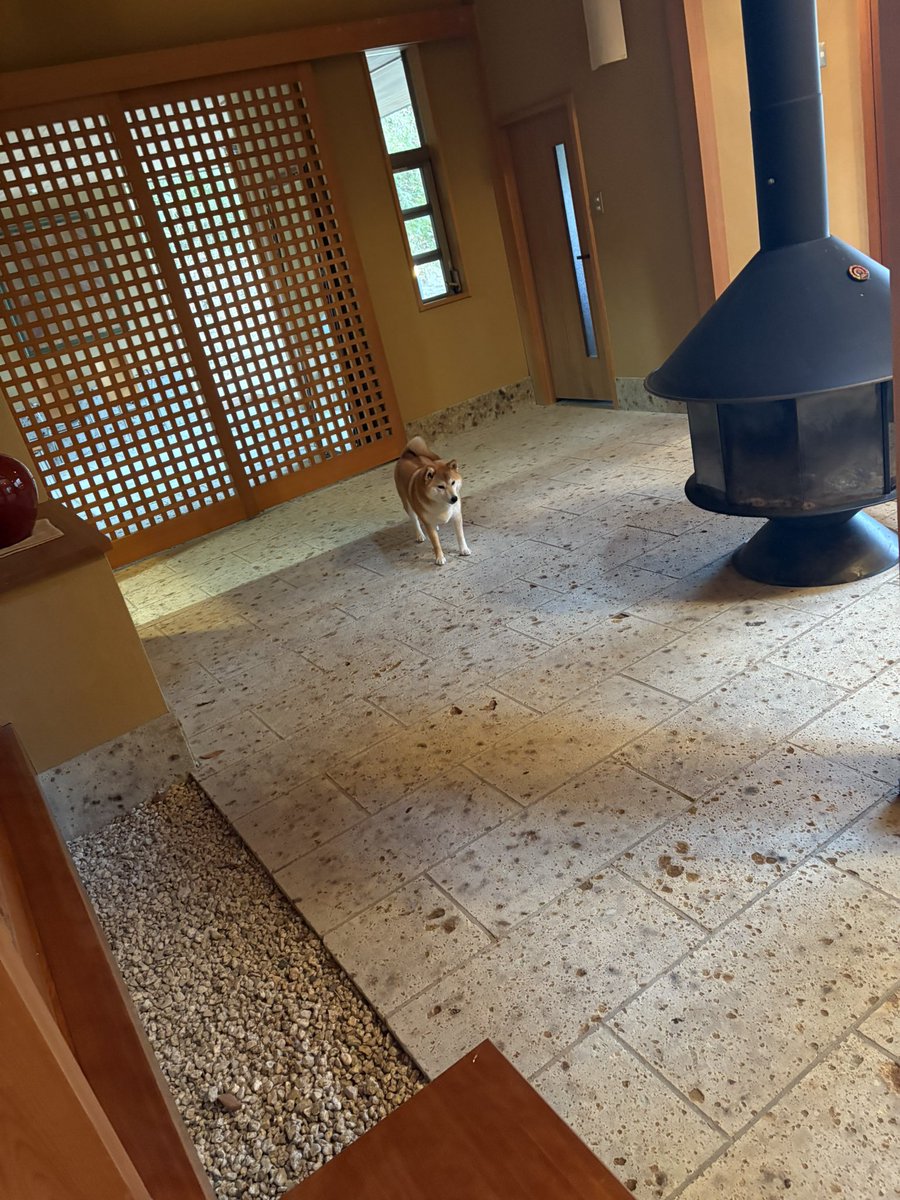 柴犬ちびこ🐾 tweet media