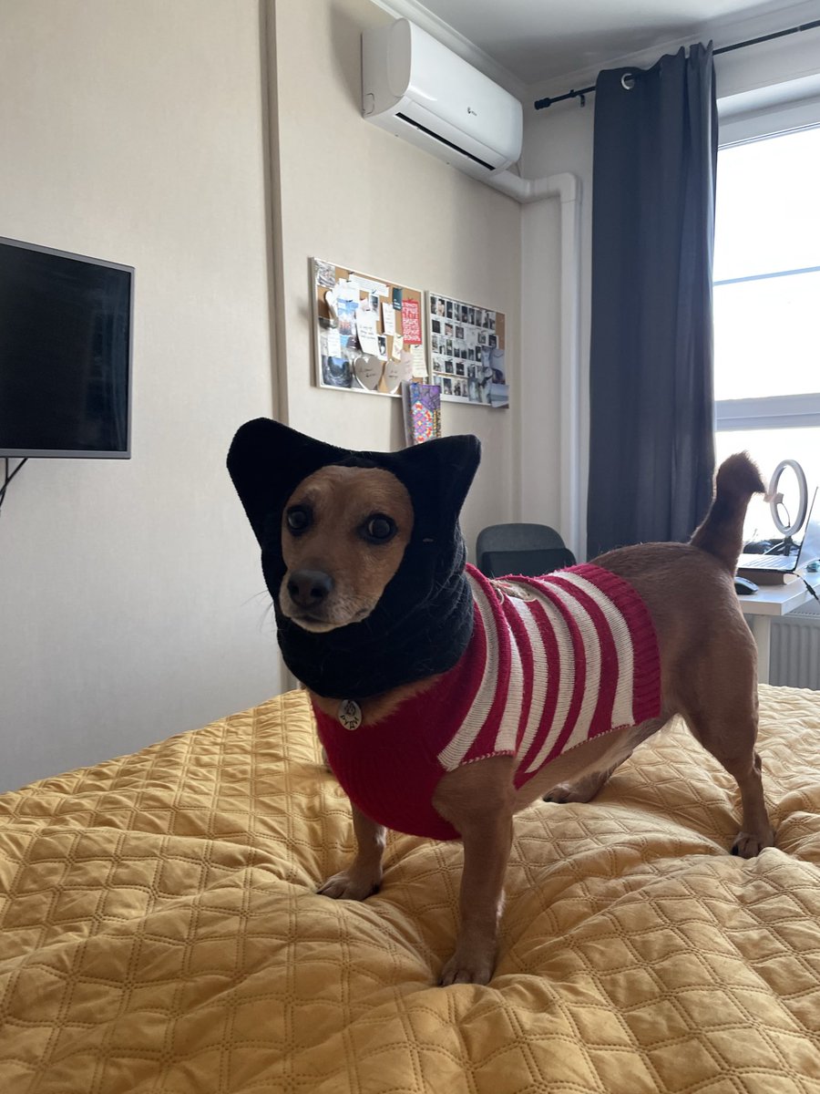 bohova_'s tweet photo. @ENJU1123PIPI Мы с моим псом передаём вам привет из России https://t.co/QNdnRv4Y2C