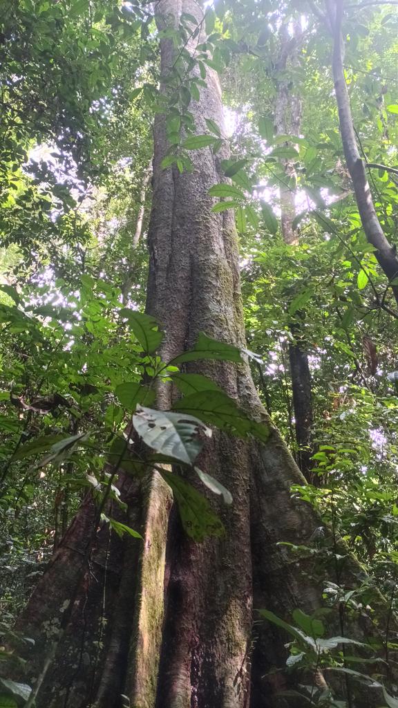 Tangwa Abilu.🌿🌏🌾🍀🍃.SDG's. tweet media