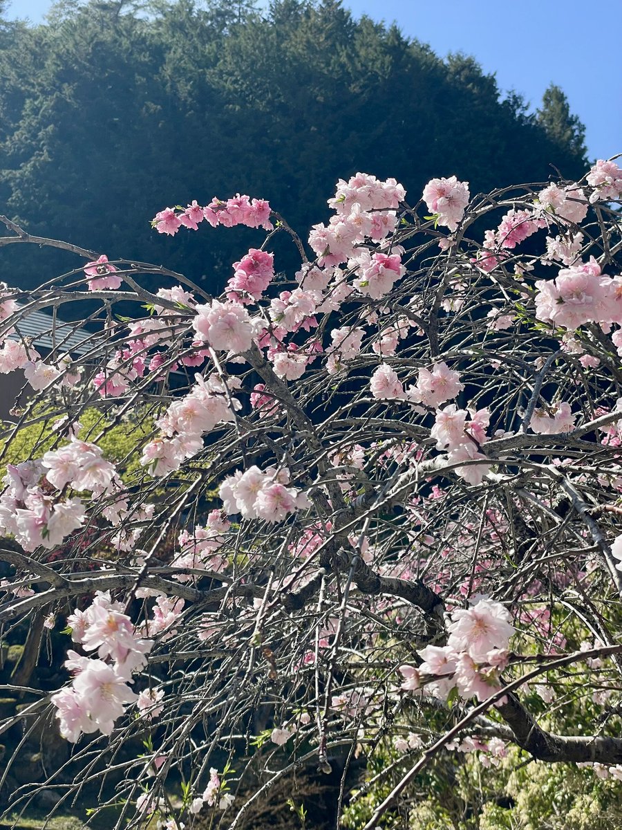 Seras@FF14(SEEKERのフロントバンパーの人) tweet media