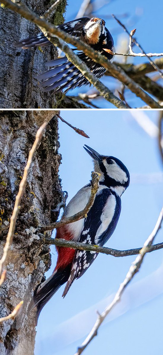 Joerg_Niederer's tweet image. Kleine Spechtkunde über bunte Vögel mit spitzem Schnabel. Der Buntspecht hat noch kleinere Geschwister: der Kleinspecht und der Mittelspecht.
nichtnurnatur.blogspot.com/2026/04/von-bu…
#NichtNurNatur #NNN #Methodisten #Buntspecht #Mitelspecht #Allmend #Frauenfeld #Vogel #Unterscheidung #Waldvogel
