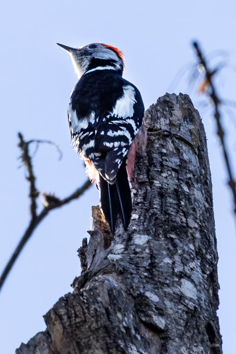 Joerg_Niederer's tweet image. Kleine Spechtkunde über bunte Vögel mit spitzem Schnabel. Der Buntspecht hat noch kleinere Geschwister: der Kleinspecht und der Mittelspecht.
nichtnurnatur.blogspot.com/2026/04/von-bu…
#NichtNurNatur #NNN #Methodisten #Buntspecht #Mitelspecht #Allmend #Frauenfeld #Vogel #Unterscheidung #Waldvogel