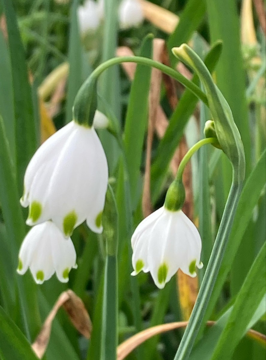 Winered3242's tweet image. 家事がひと段落してお茶にしました🫖

久しぶりのシブースト🍰とチャイ
甘さ控えめで美味しゅうございました。
窓を開けていてちょうど良い感じだけど黄砂が飛来しているのでそろそろ閉じましょうか。

皆さんも穏やかな午後をお過ごしになれます様に😌✡️

#珈琲紅茶好き
#木漏れ日のお茶会
#noritake