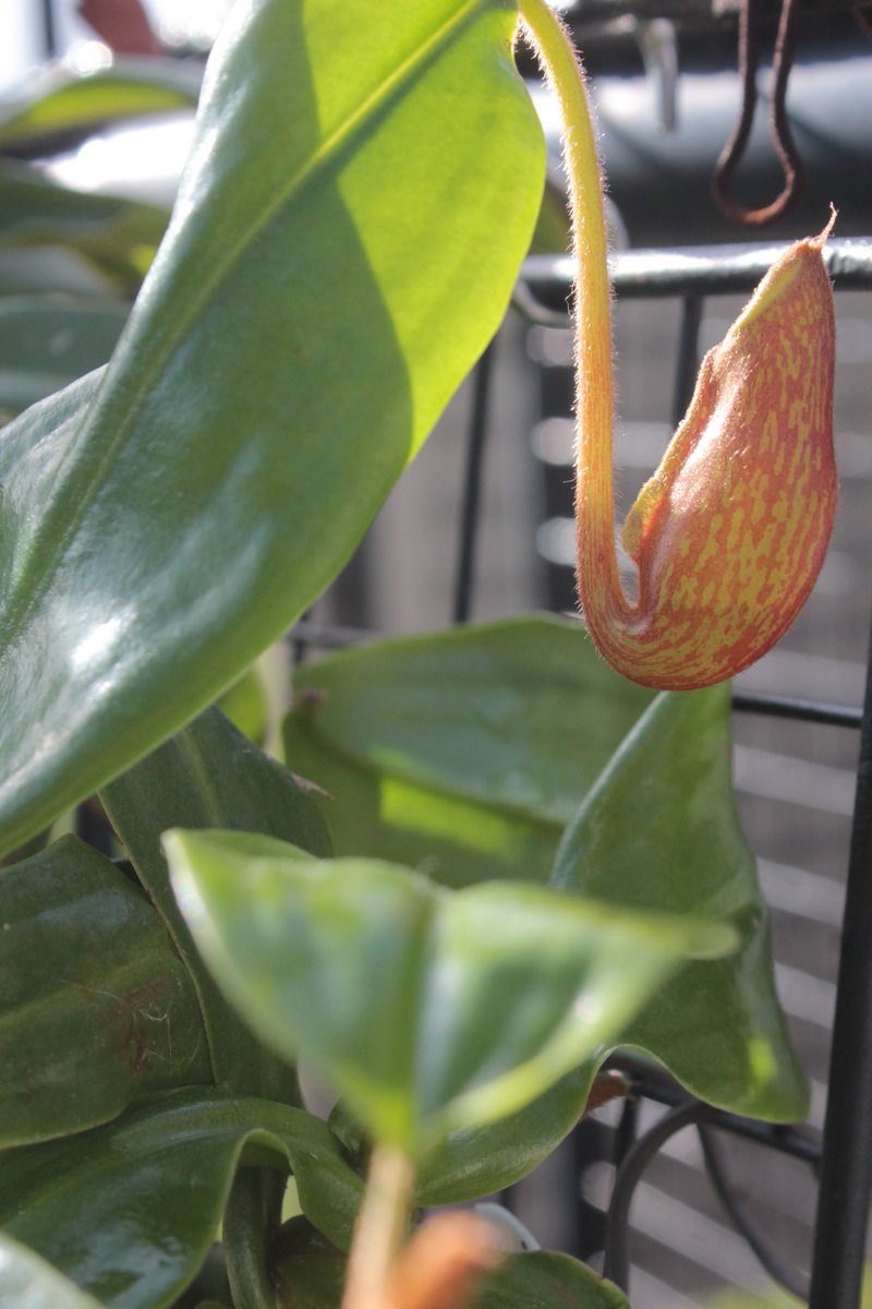 3fe4e89b696d4a8's tweet image. #ネペンテス
#ガヤ
#St.パシフィカス