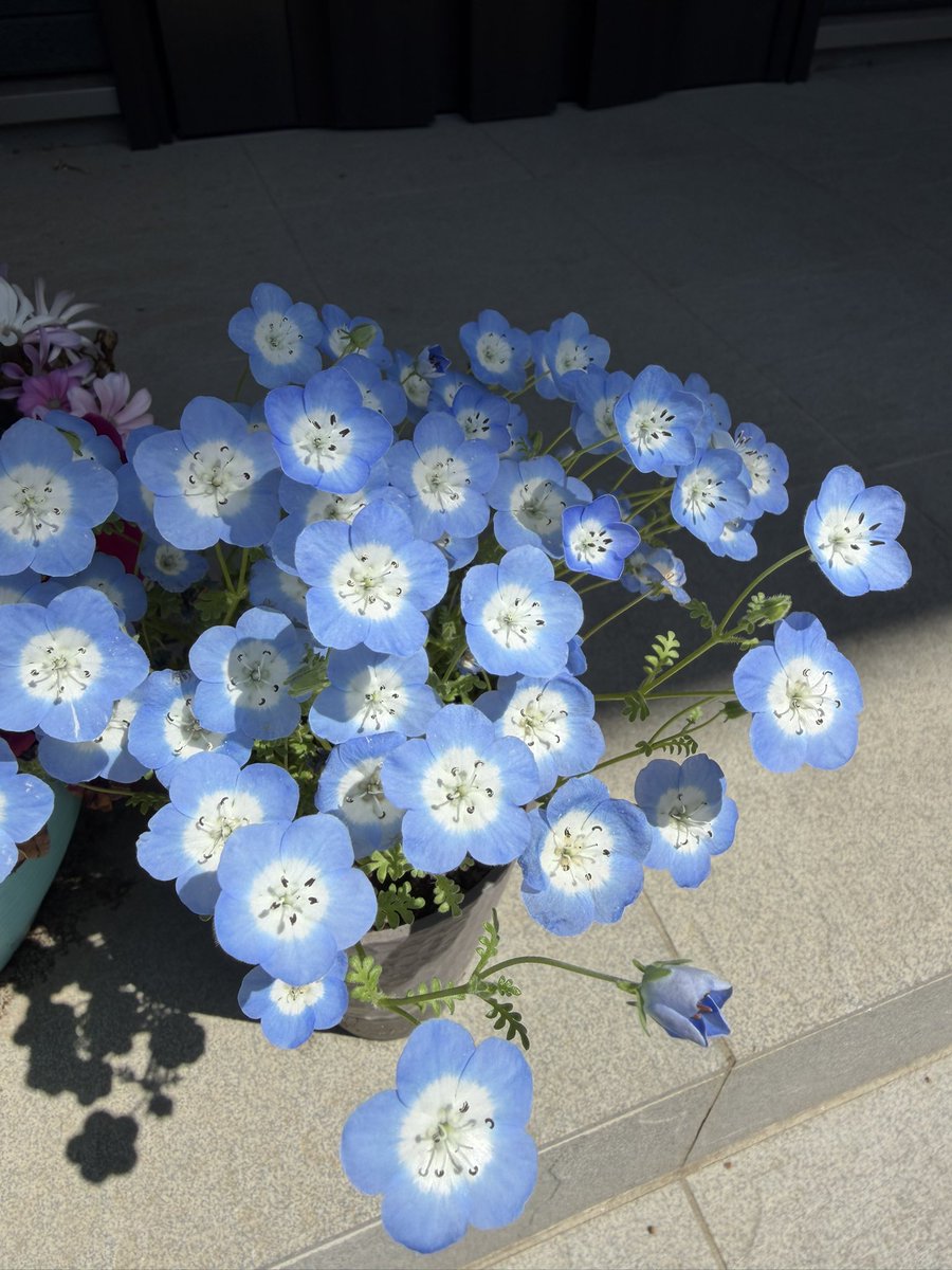 ゆに⛩🦊 tweet media