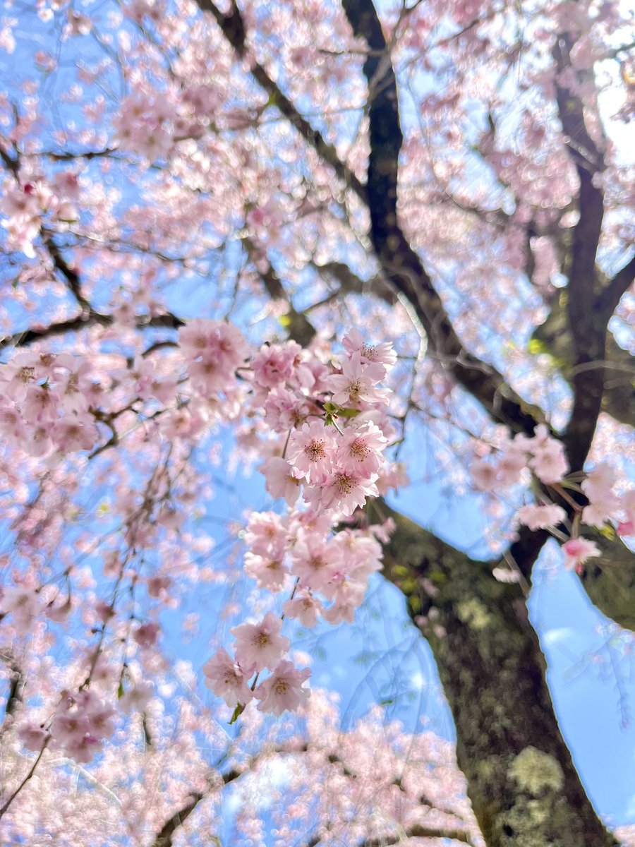 およしちゃん@10th Anniv. tweet media