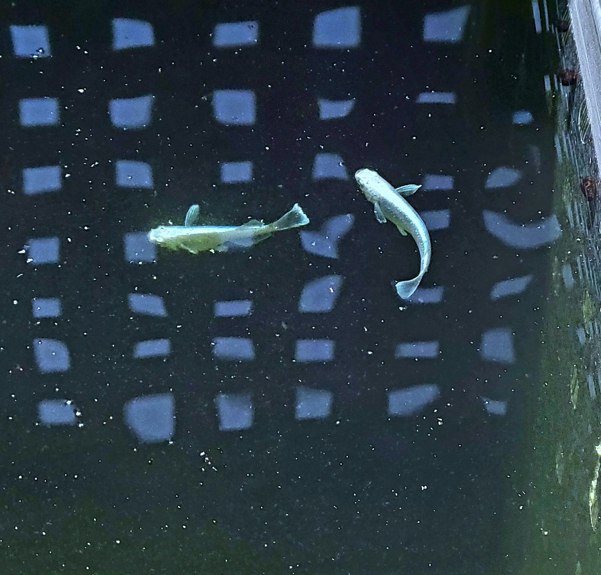 最近のメダカ綺麗すぎる