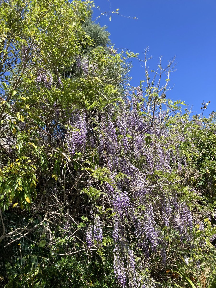 前田兄弟 tweet media