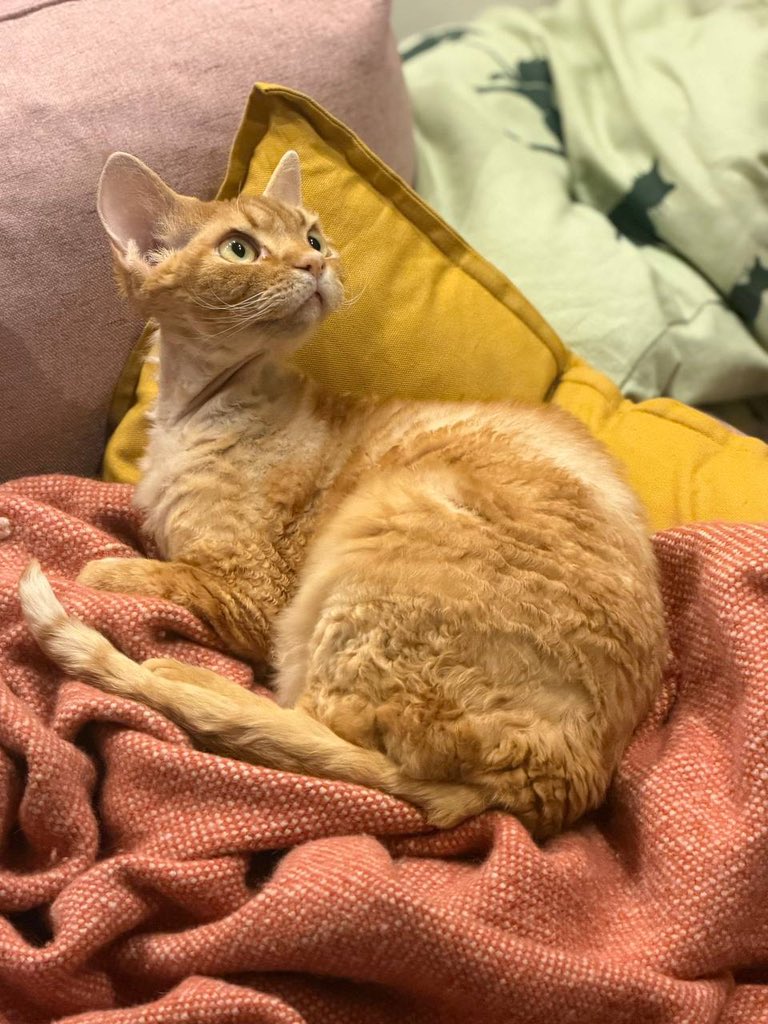 Коста Перестањ tweet media