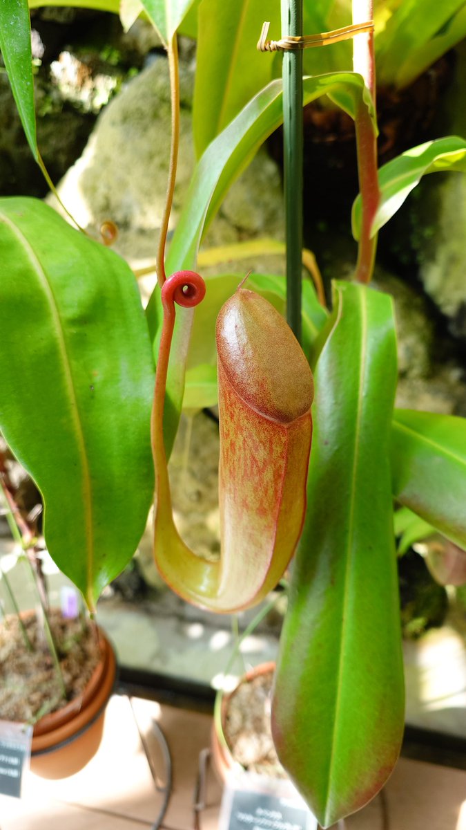 かず。@CRFしこまる tweet media