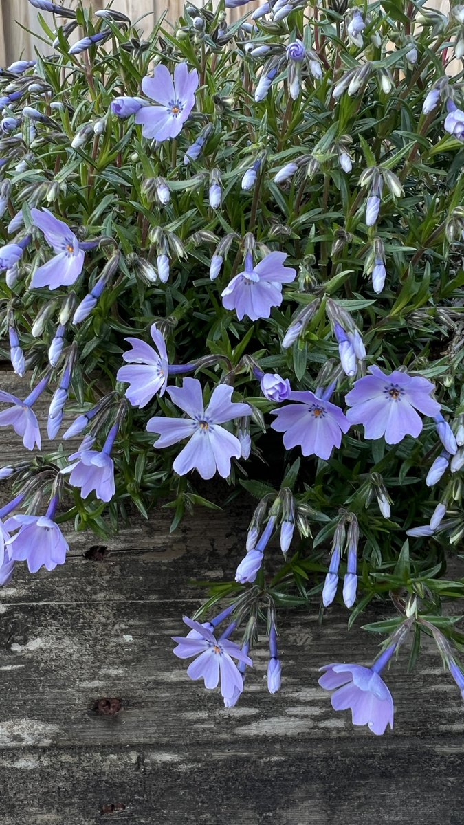 Hans Korbee 🇱🇺 tweet media