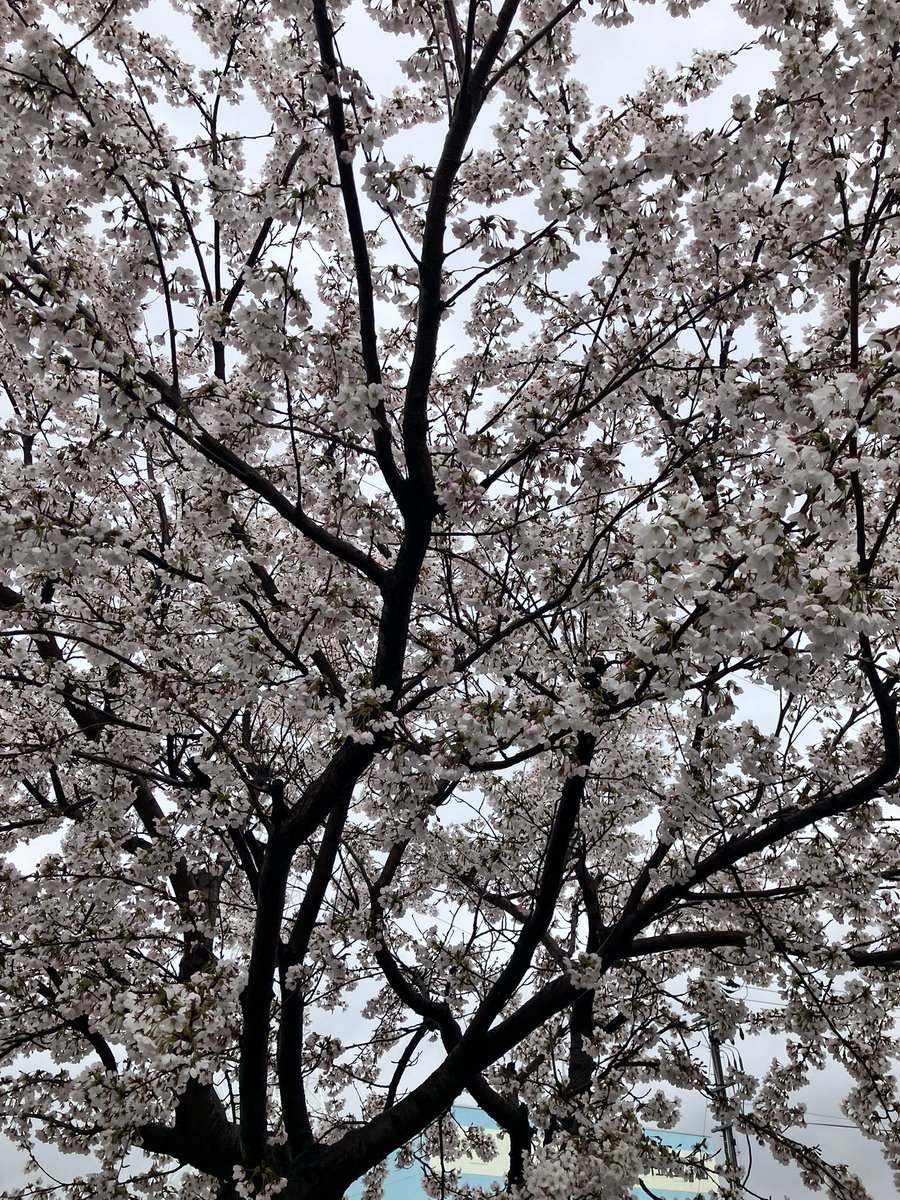 ニャジロウ（にゃまはげ仮面ニャッパゲ） tweet media