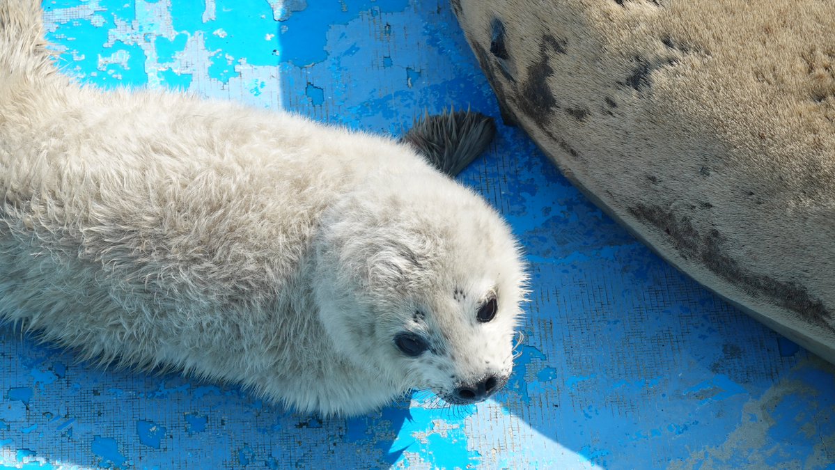 まるごし tweet media