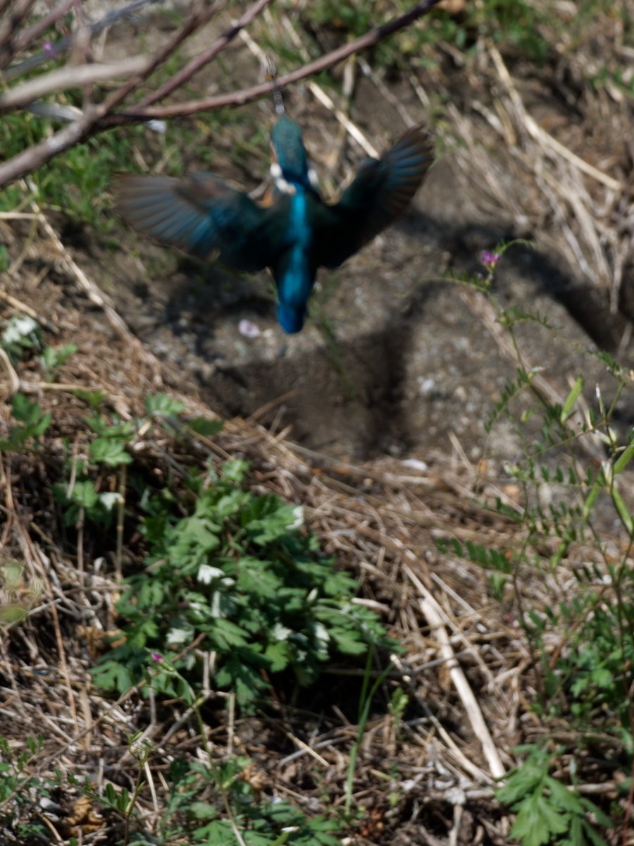 OJu_Ju's tweet image. 今日は骨折り損の日焼け損な気がしてきたワタシ・・
#もっと頑張れOM1 | #OLYMPUS