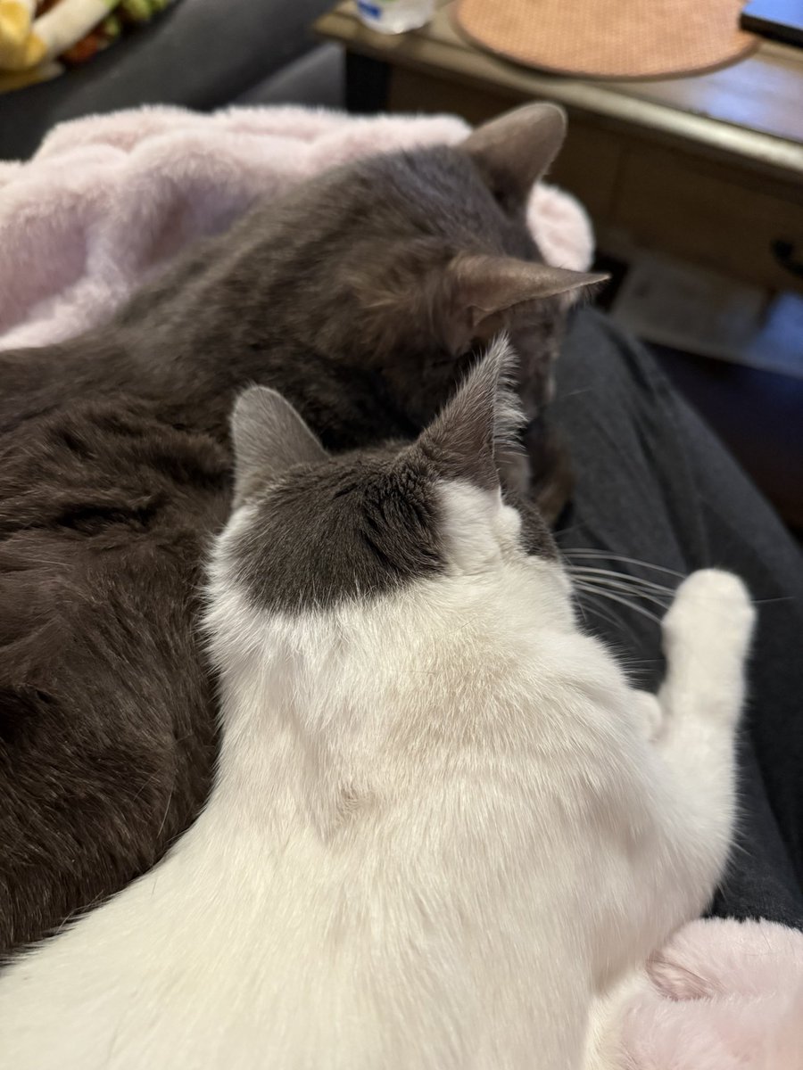 feederofcats's tweet image. comforting her big brother and giving me dirty looks after I was so mean to him today (took him to the vet for his health and wellbeing)