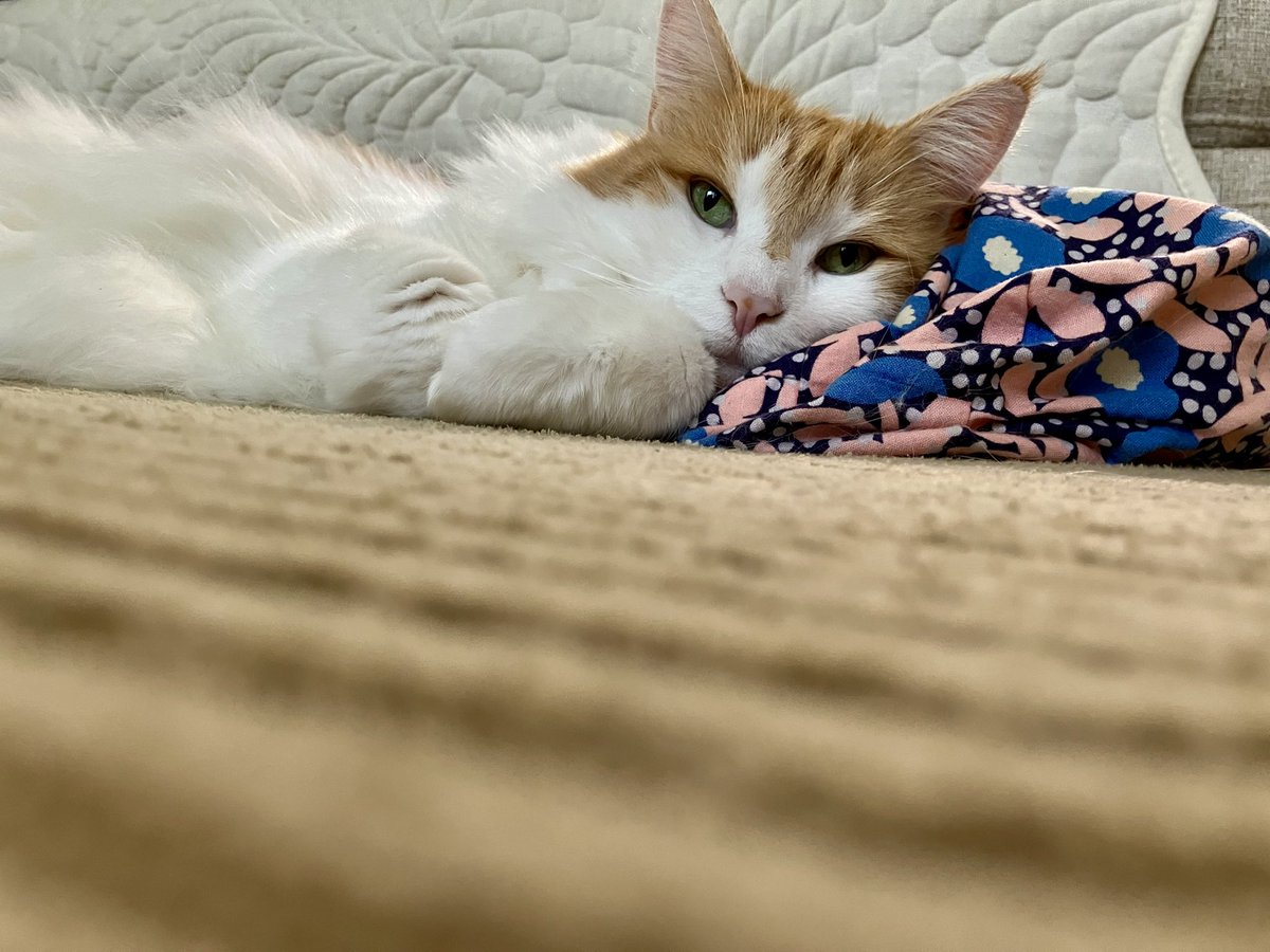 satotakerie's tweet photo. ルゥちゃんと見つめあってお昼寝💤
#maincoon #猫のいる暮らし https://t.co/h65WFJIRMa