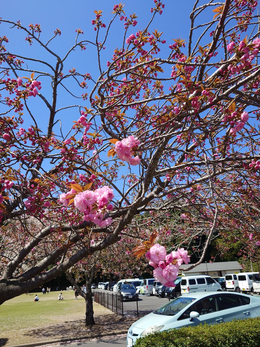 drybasil's tweet photo. そしてもう咲き始めてた八重桜 https://t.co/ROm6QfWxsd