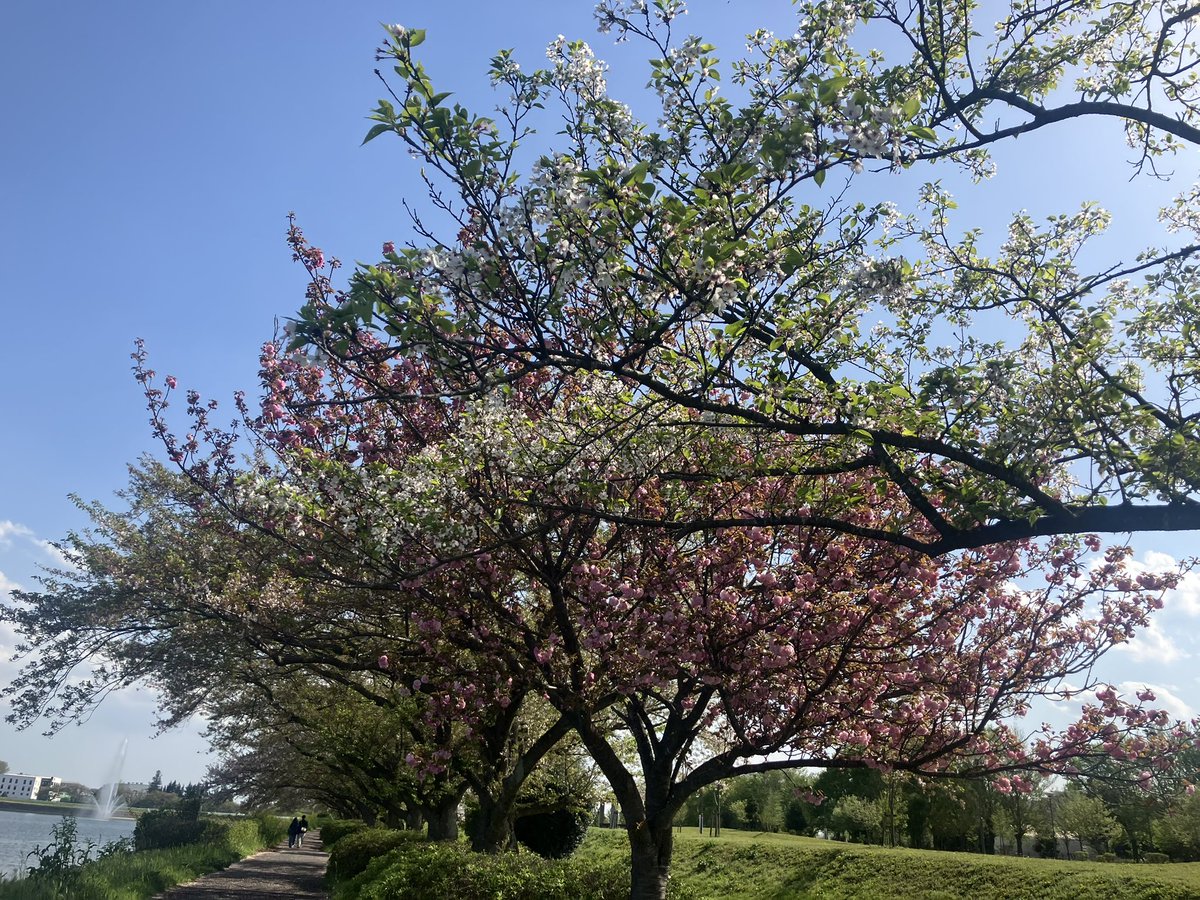 水月様3 tweet media