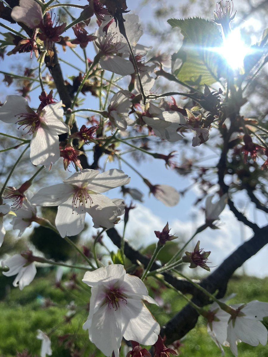 水月様3 tweet media