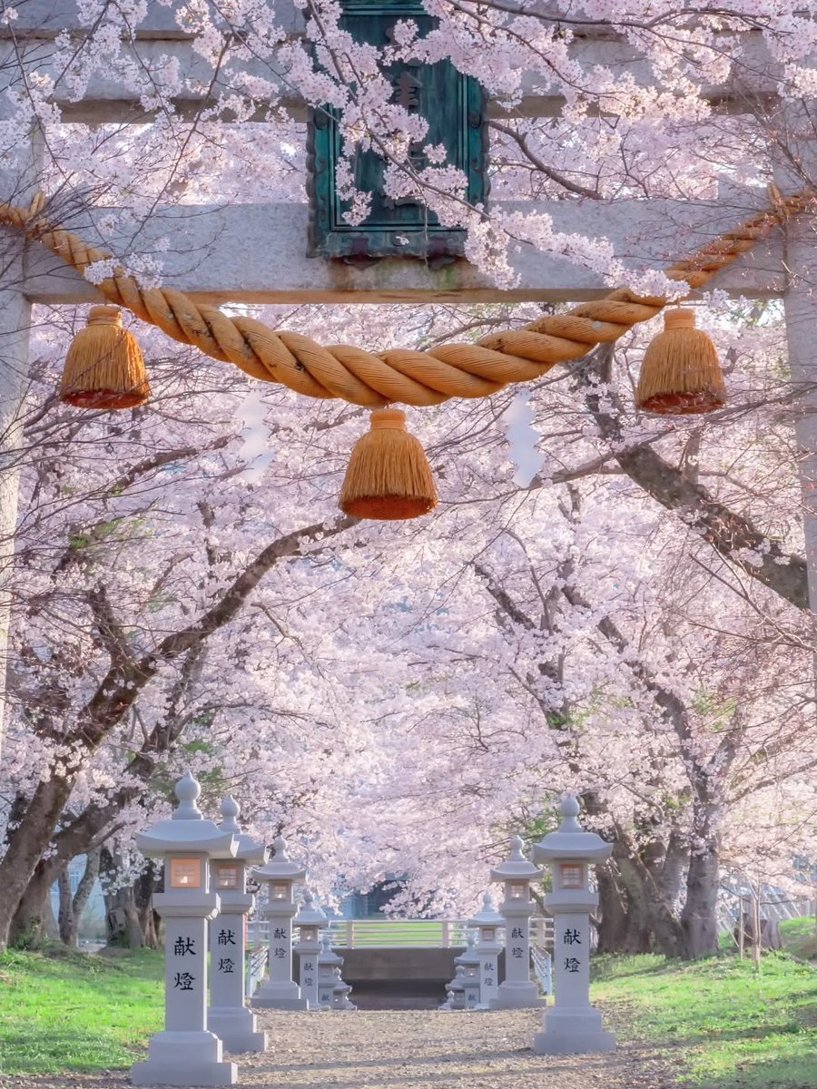 haratake tweet media