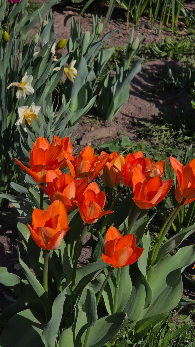 Street Flowers in New York City Tompkins Square Park.   You/PabloGomezNYCViews