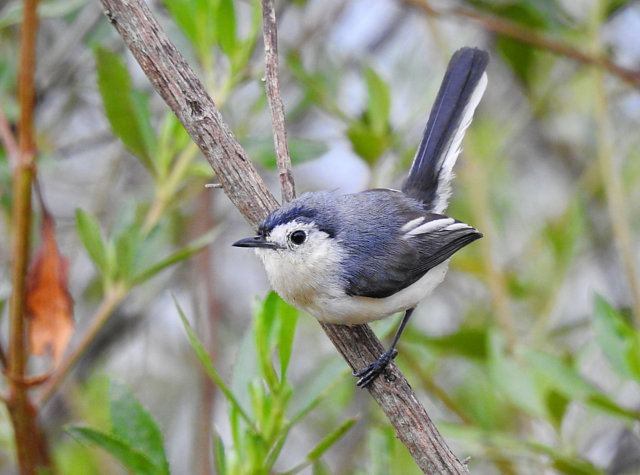Aves do Brasil tweet media