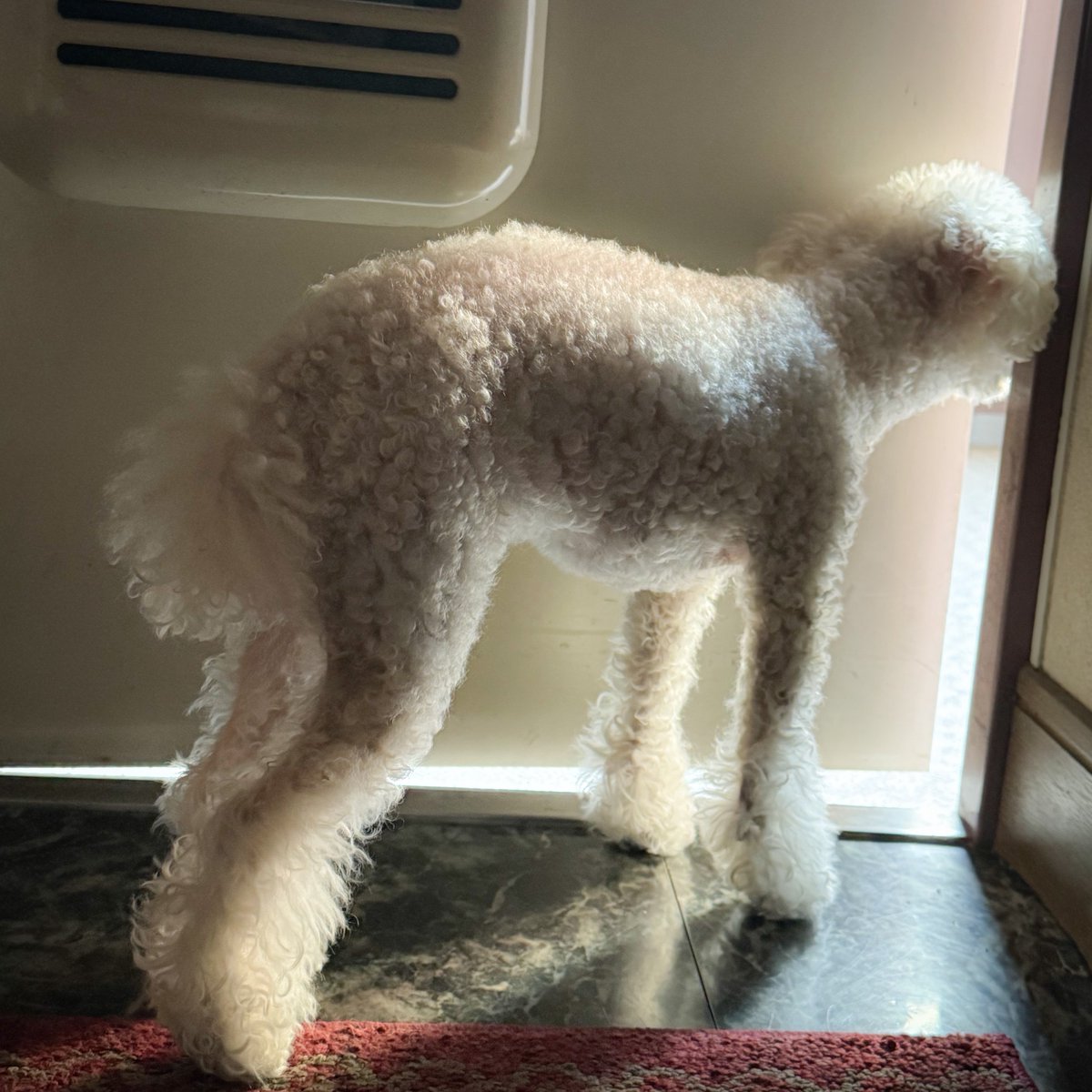 ꧁かあや꧂ tweet media