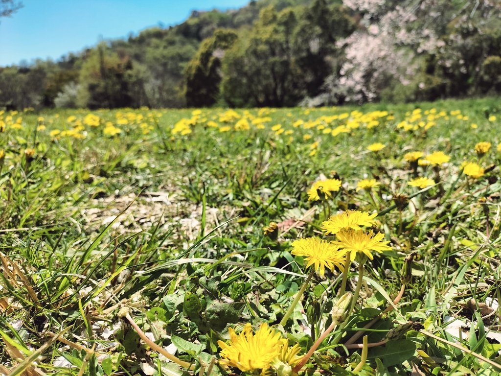 ポポッコいたかもしれん( ᐛ) 🌼