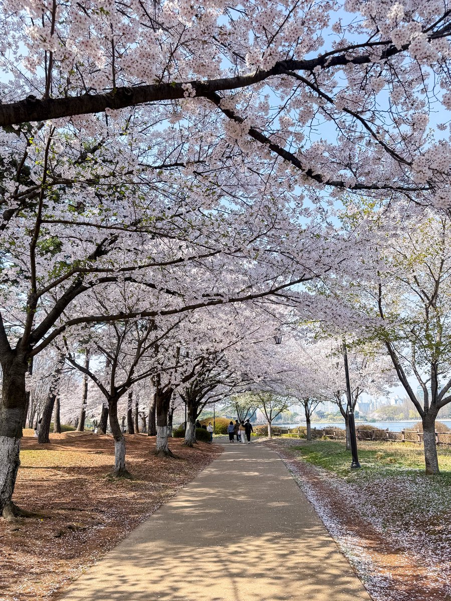 เม้าท์มอยเกาหลี tweet media