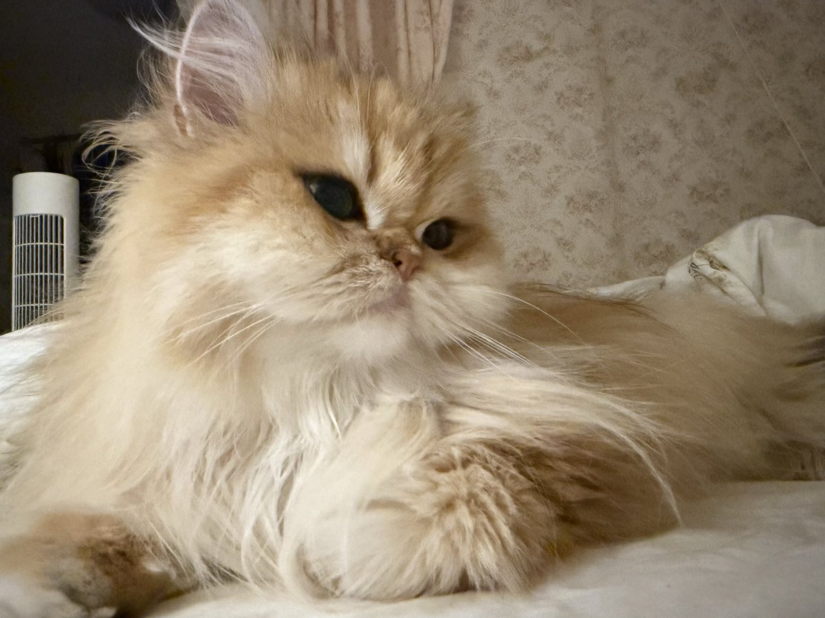 一只羊 tweet media