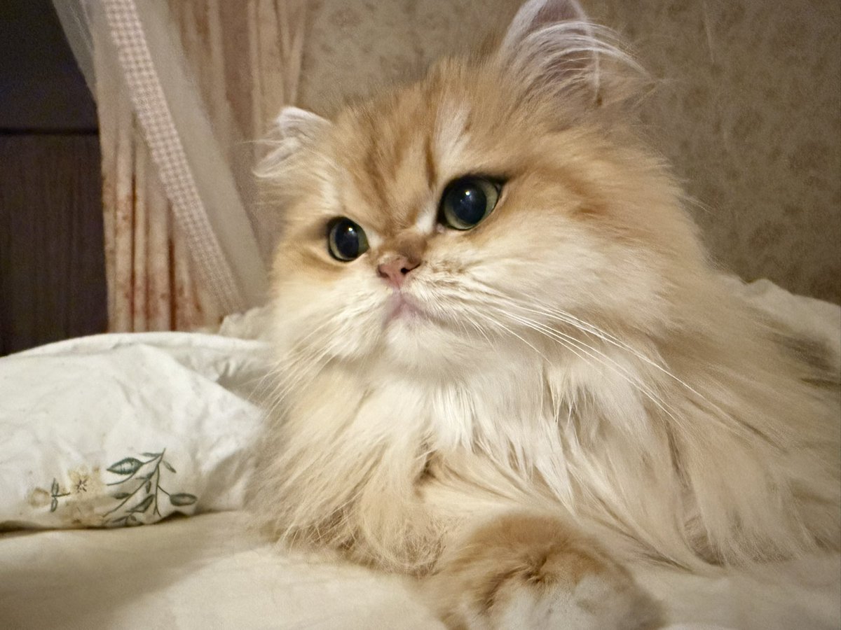 一只羊 tweet media